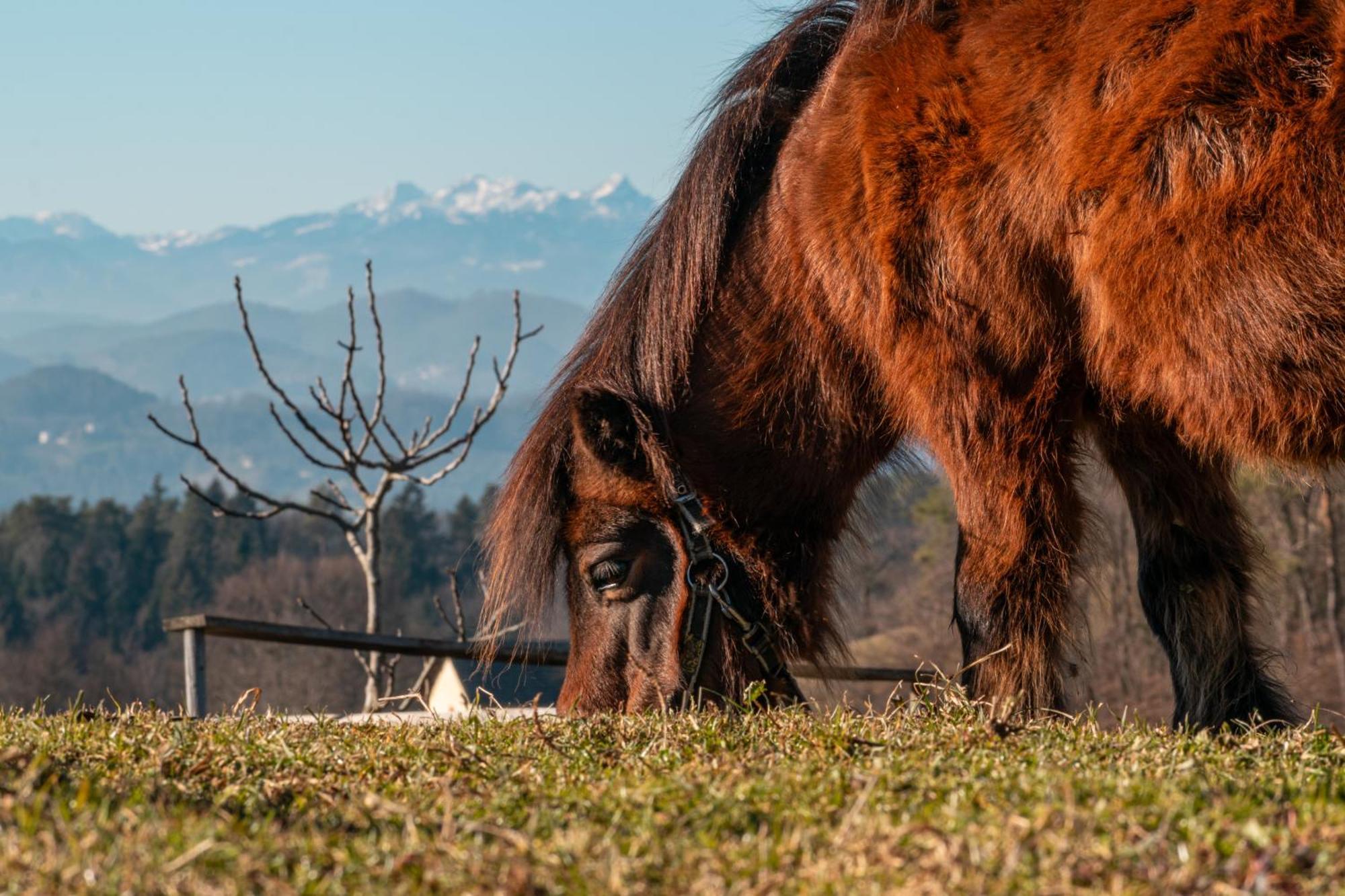 Gasthaus Ranch at Geta Razgorce Exterior foto